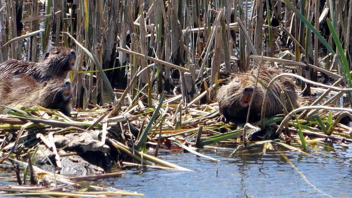 Edirne’de su maymunlarının popülasyonu arttı
