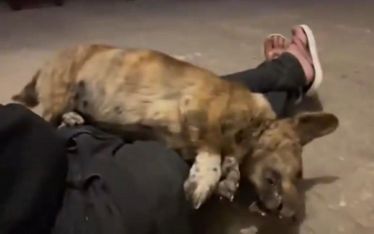 Antalya’da köpek gezdirme kavgası: Muhtar, odunla saldırmaya kalktı