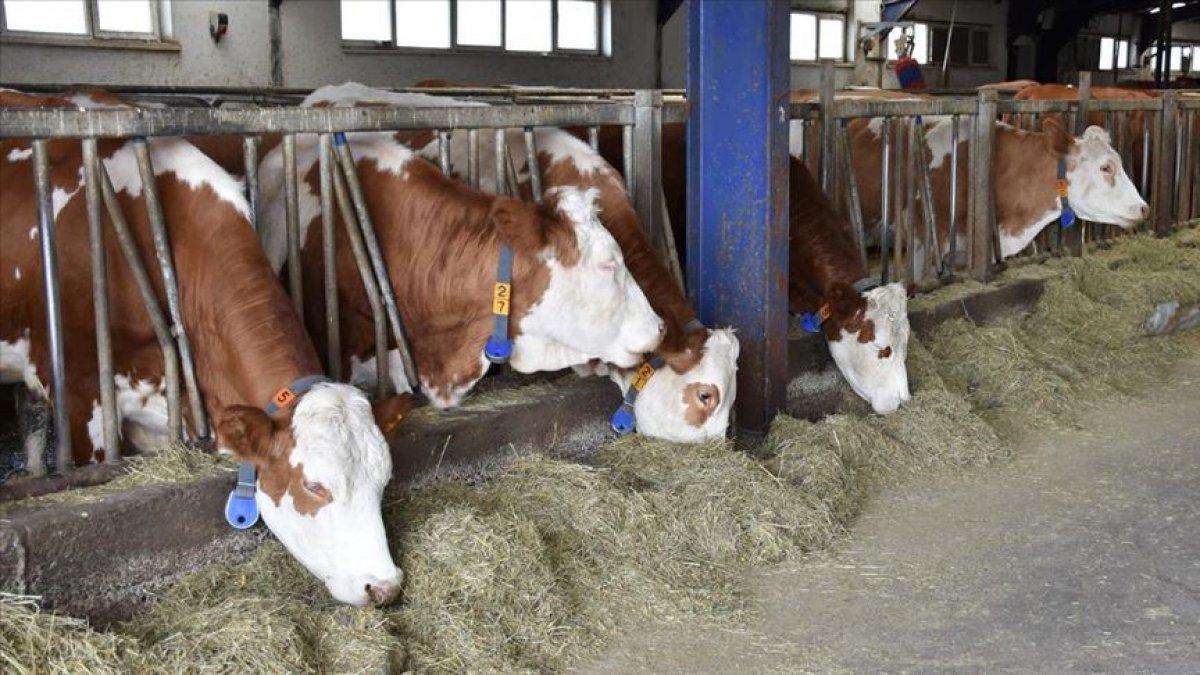 Bingöl'de büyükbaş hayvancılık yapana destek verilecek