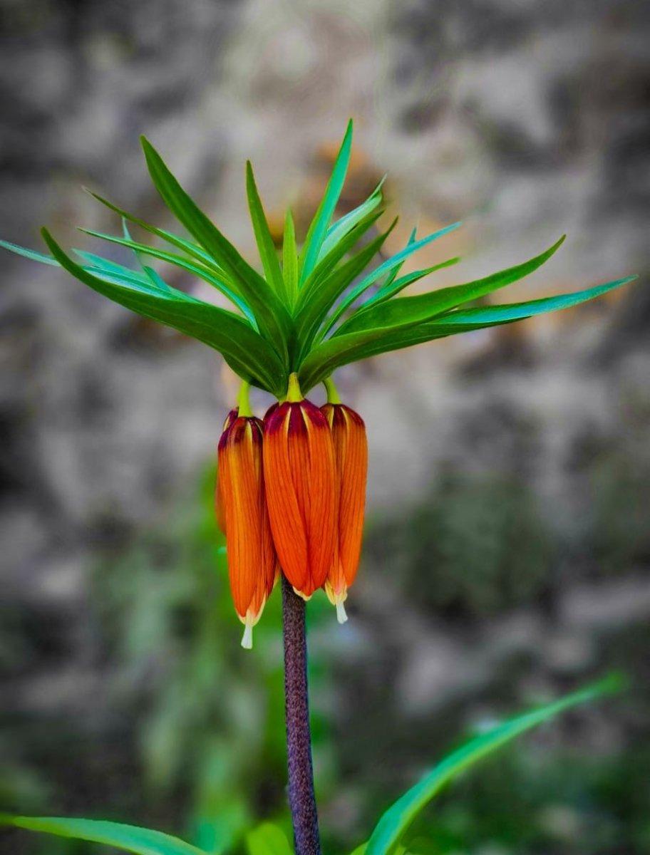 Ağlayan gelin çiçeğini koparmanın cezası 80 bin TL