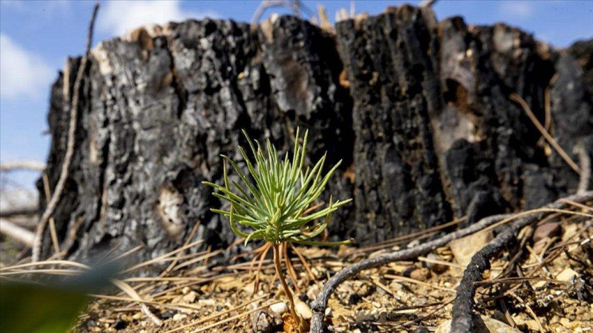 Antalya'da yanan ormanlar yeşeriyor