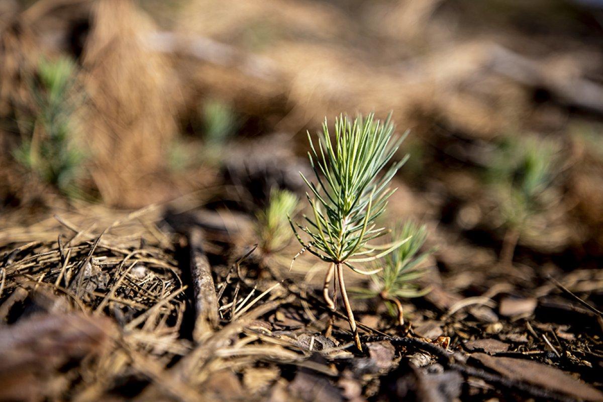 Antalya'da yanan ormanlar yeşeriyor