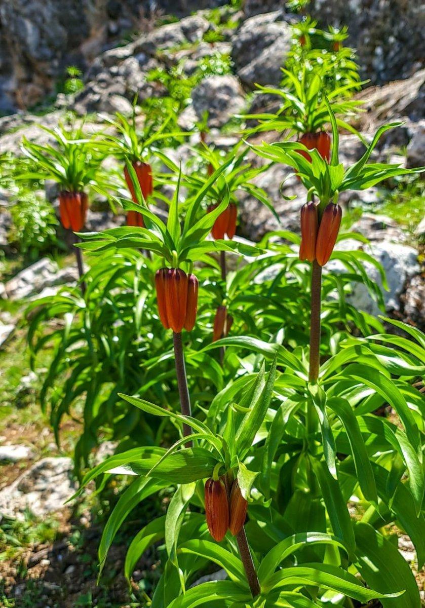 Ağlayan gelin çiçeğini koparmanın cezası 80 bin TL