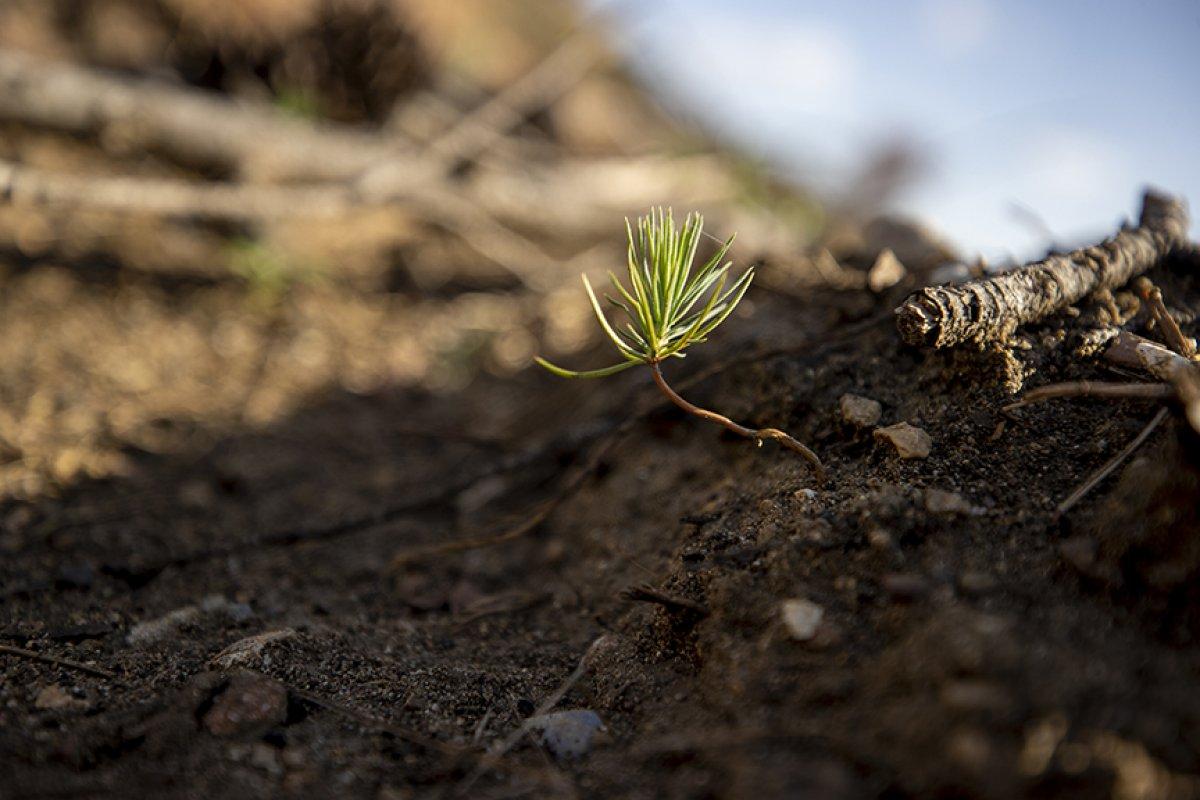 Antalya'da yanan ormanlar yeşeriyor