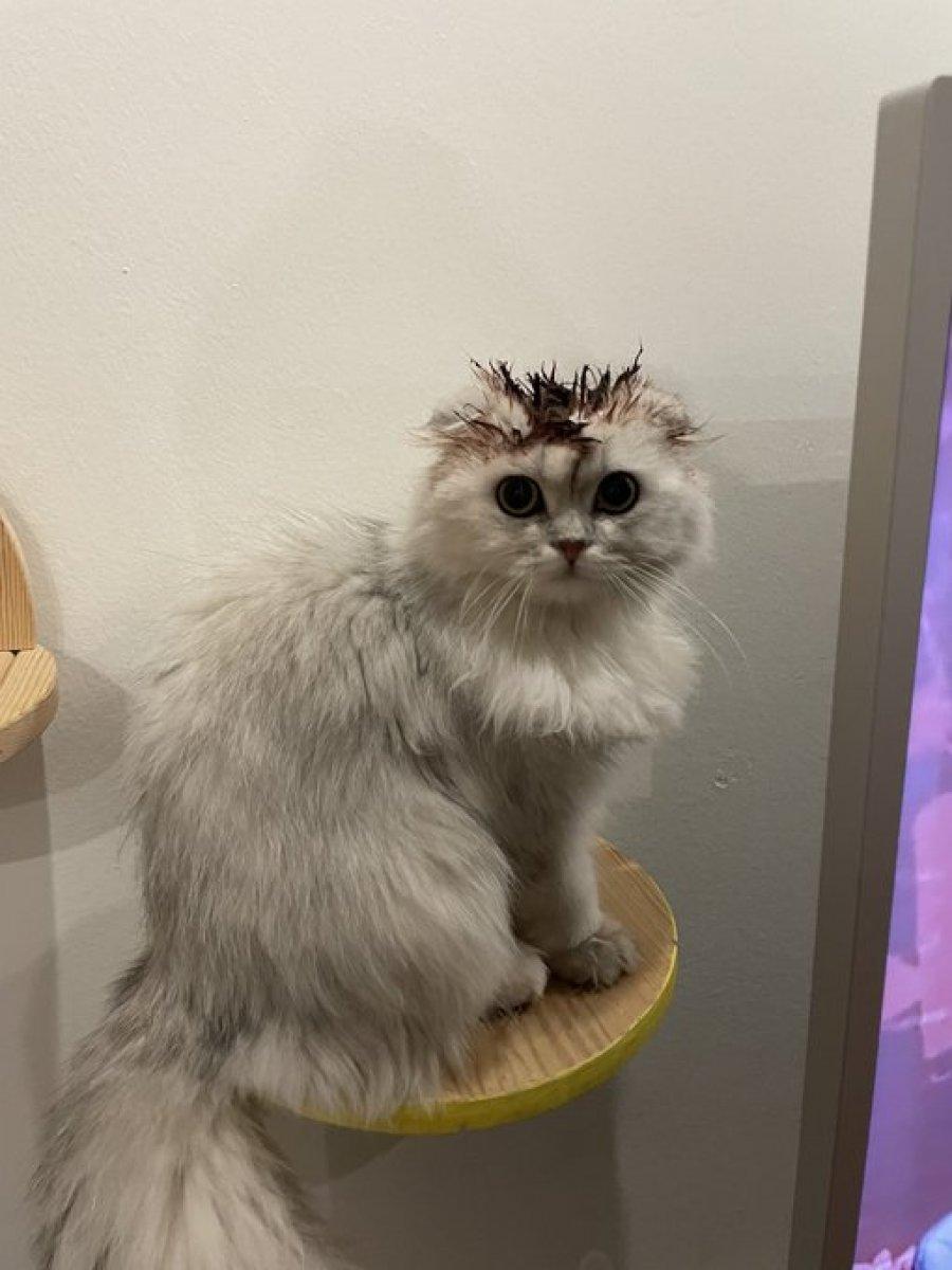 Yıldız Tilbe, kedisini boyadı