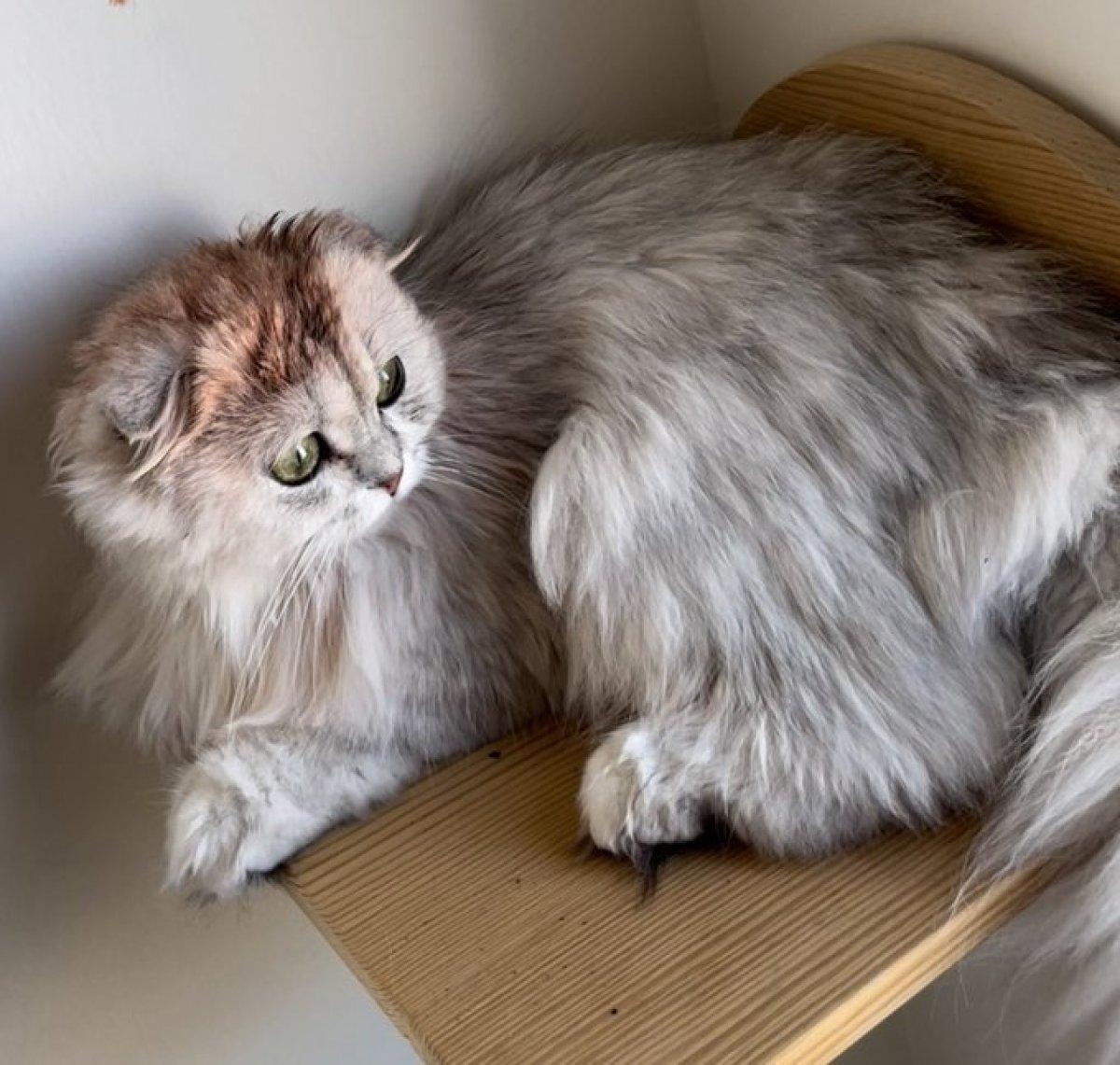 Yıldız Tilbe, kedisini boyadı