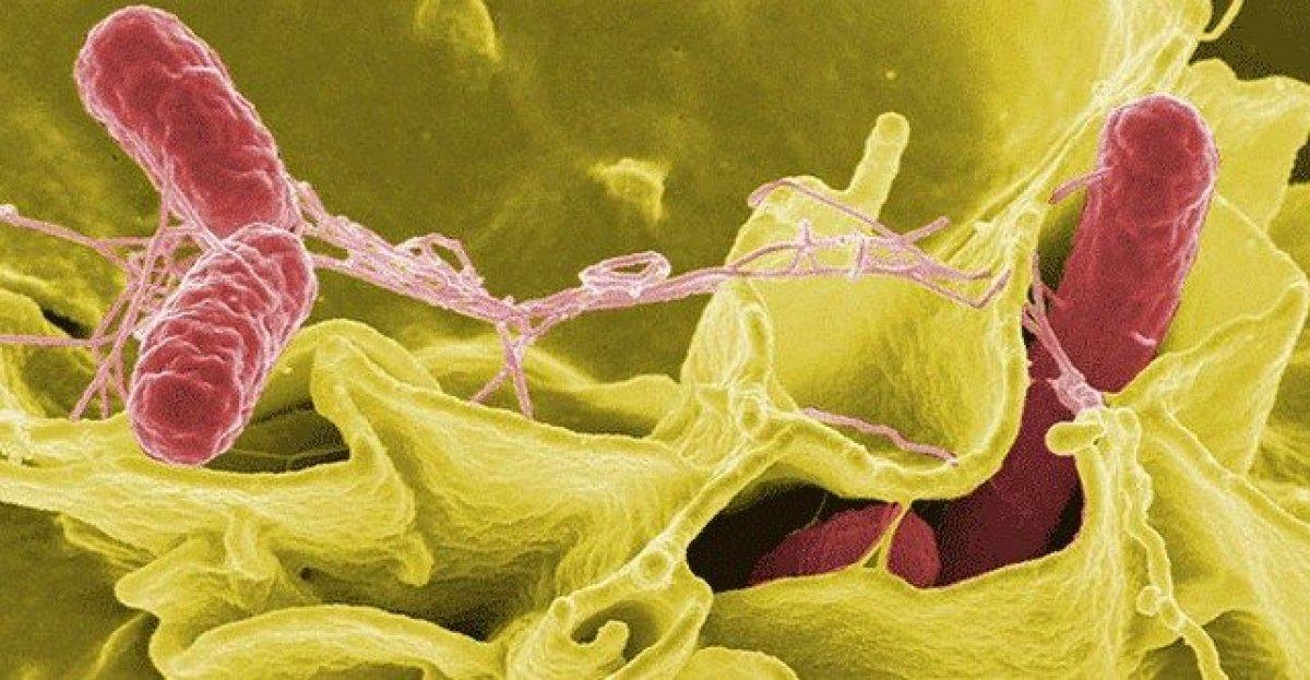 Salmonella zehirlenmesinin 5 erken belirtisi