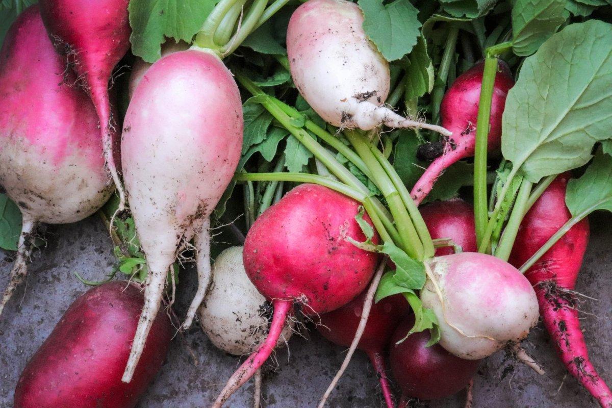 Karaciğer dostu turpların 5 önemli faydası