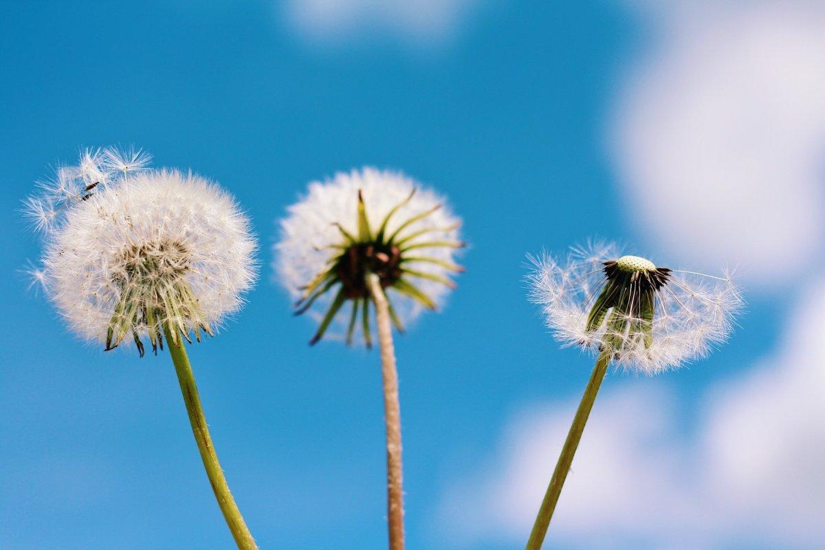Etkili bahar detoksu için toksinleri temizleyen 5 besin
