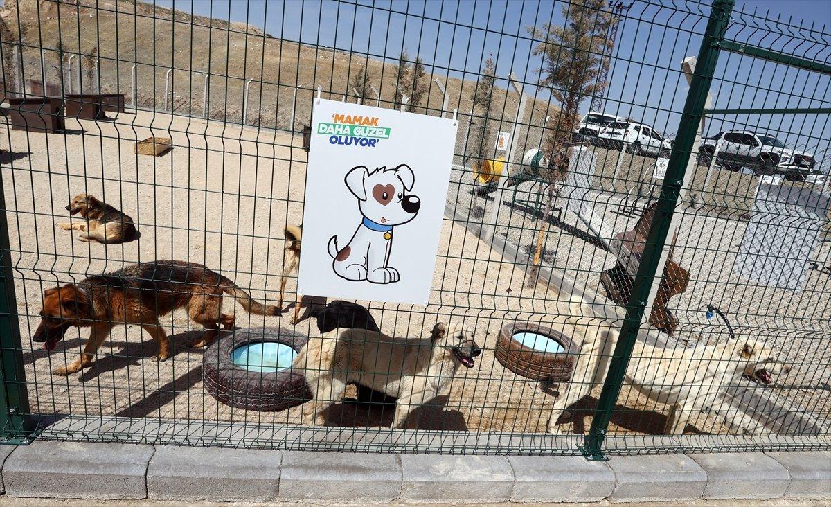 Vahit Kirişci: Sokak hayvanı sayısı 10 milyona ulaştı