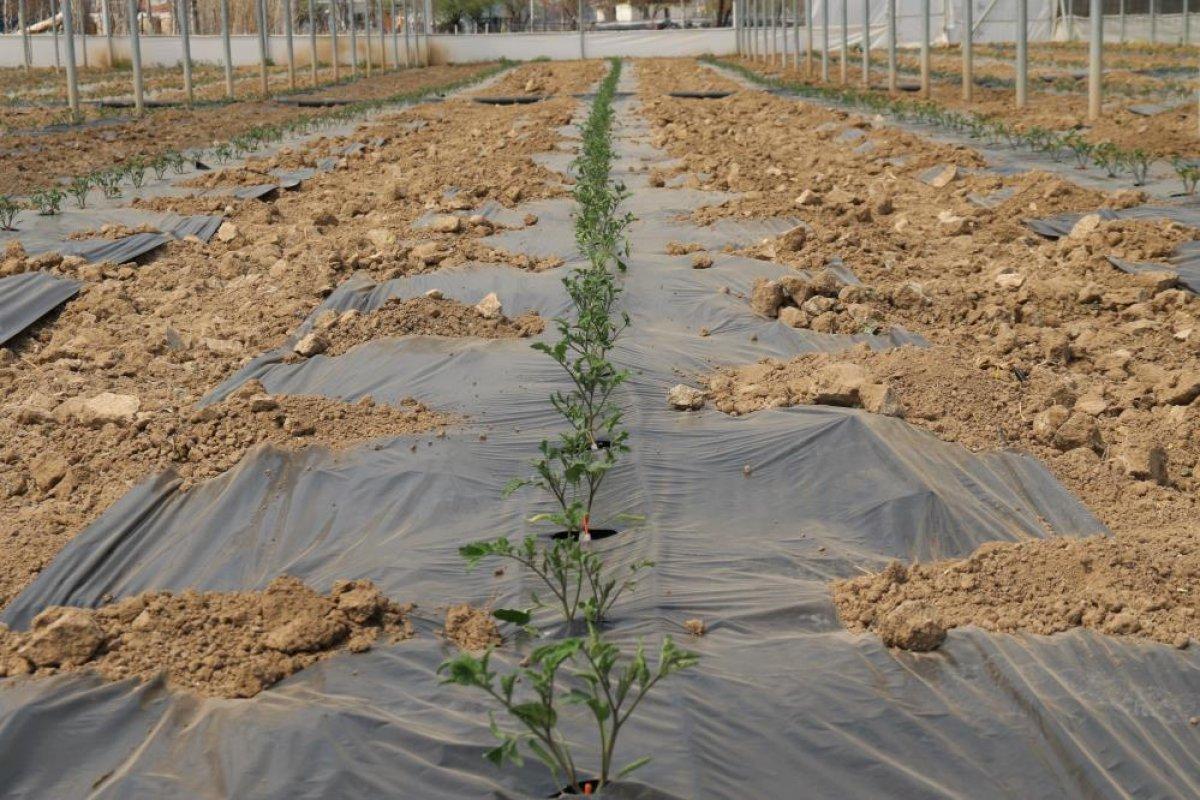 Eskişehir'de sebze fiyatlarını düşürecek hasat için geri sayım