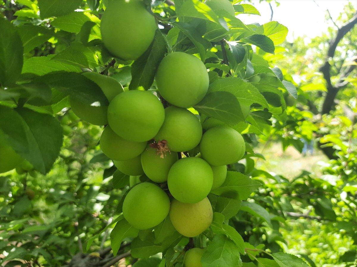 Mersin'de açık alanda erik hasadı başladı