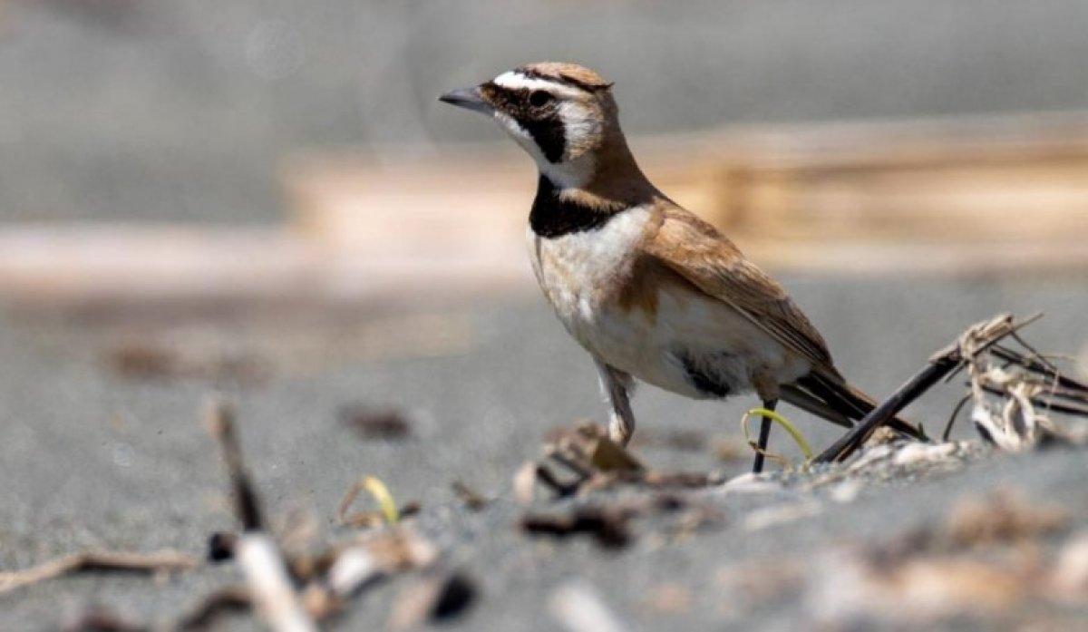 Çöl kulaklı toygarı kuşu Türkiye'de ilk kez Hatay'da görüldü