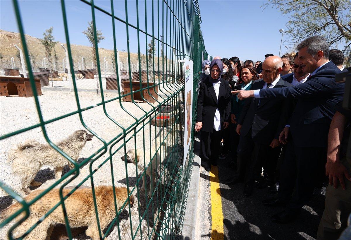 Vahit Kirişci: Sokak hayvanı sayısı 10 milyona ulaştı