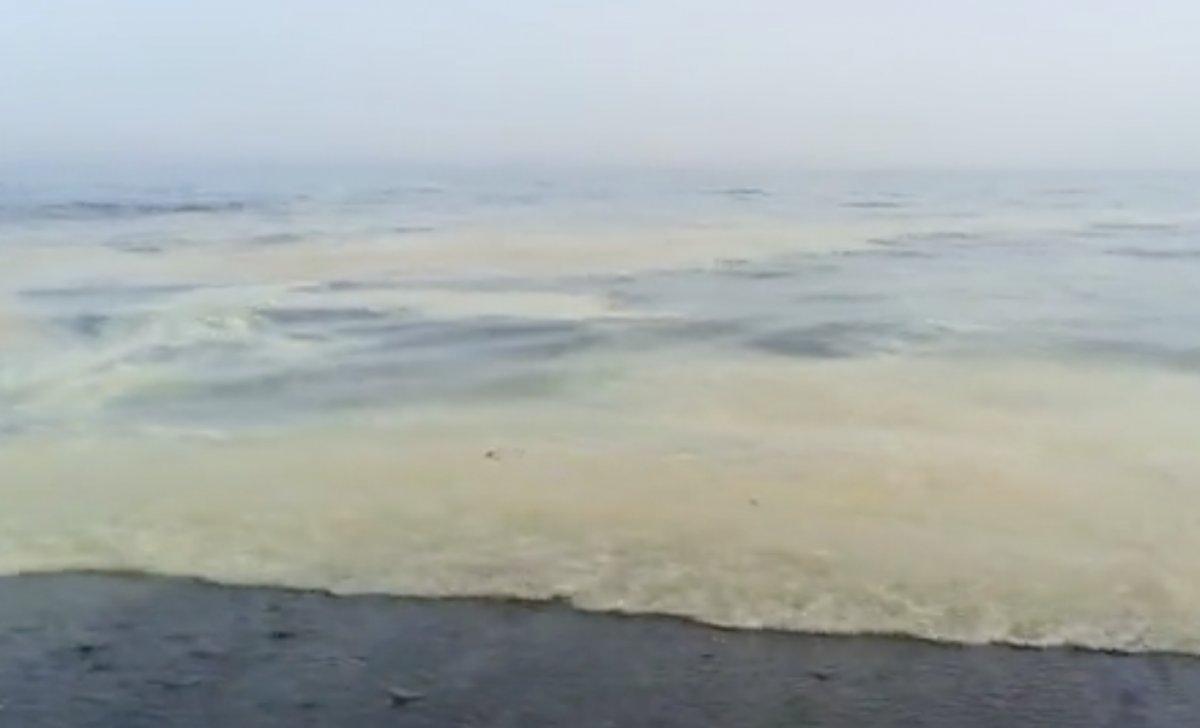 Mersin'de polenler denize döküldü: Binlerce arı öldü