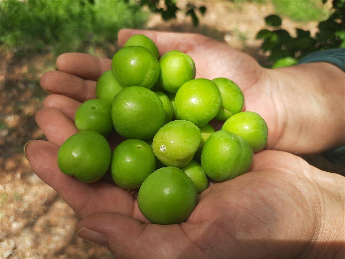 Mersin'de açık alanda erik hasadı başladı