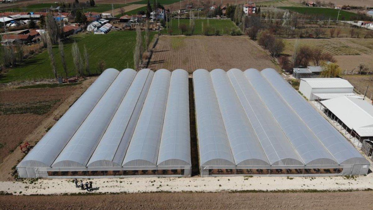 Eskişehir'de sebze fiyatlarını düşürecek hasat için geri sayım