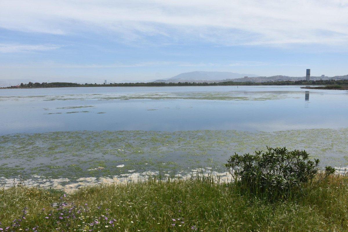 İzmir'deki kirlilik, Çakal Lagünü'de deniz marulunu ortaya çıkardı