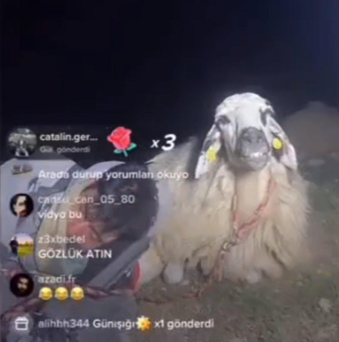 TikTok'ta canlı yayın yapan koyunu 12 bin kişi izledi