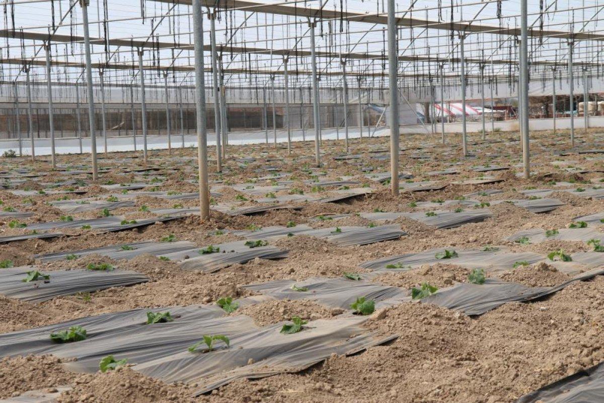 Eskişehir'de sebze fiyatlarını düşürecek hasat için geri sayım