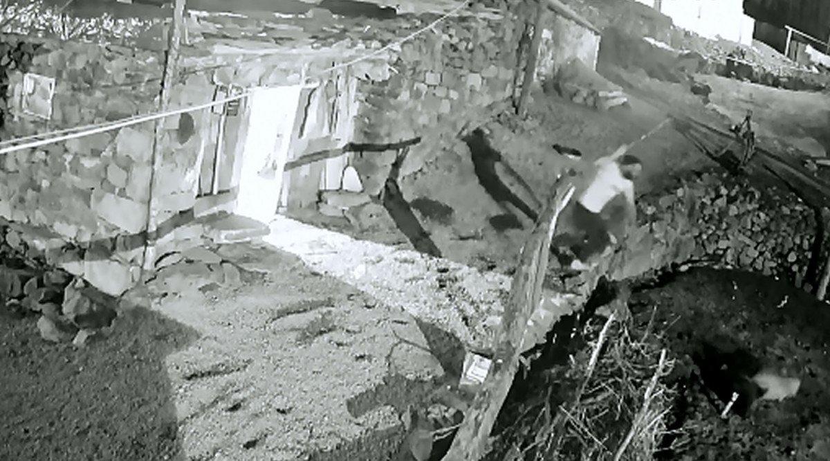 Ardahan'da kurdun köpeğe saldırma anı