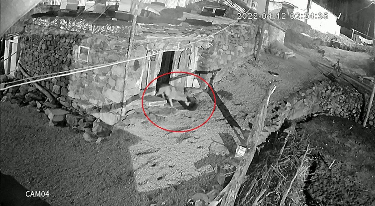 Ardahan'da kurdun köpeğe saldırma anı