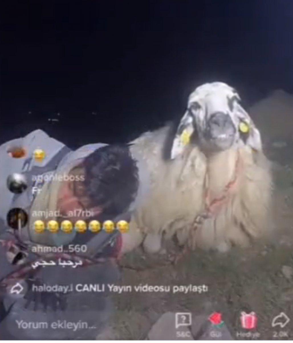 TikTok'ta canlı yayın yapan koyunu 12 bin kişi izledi