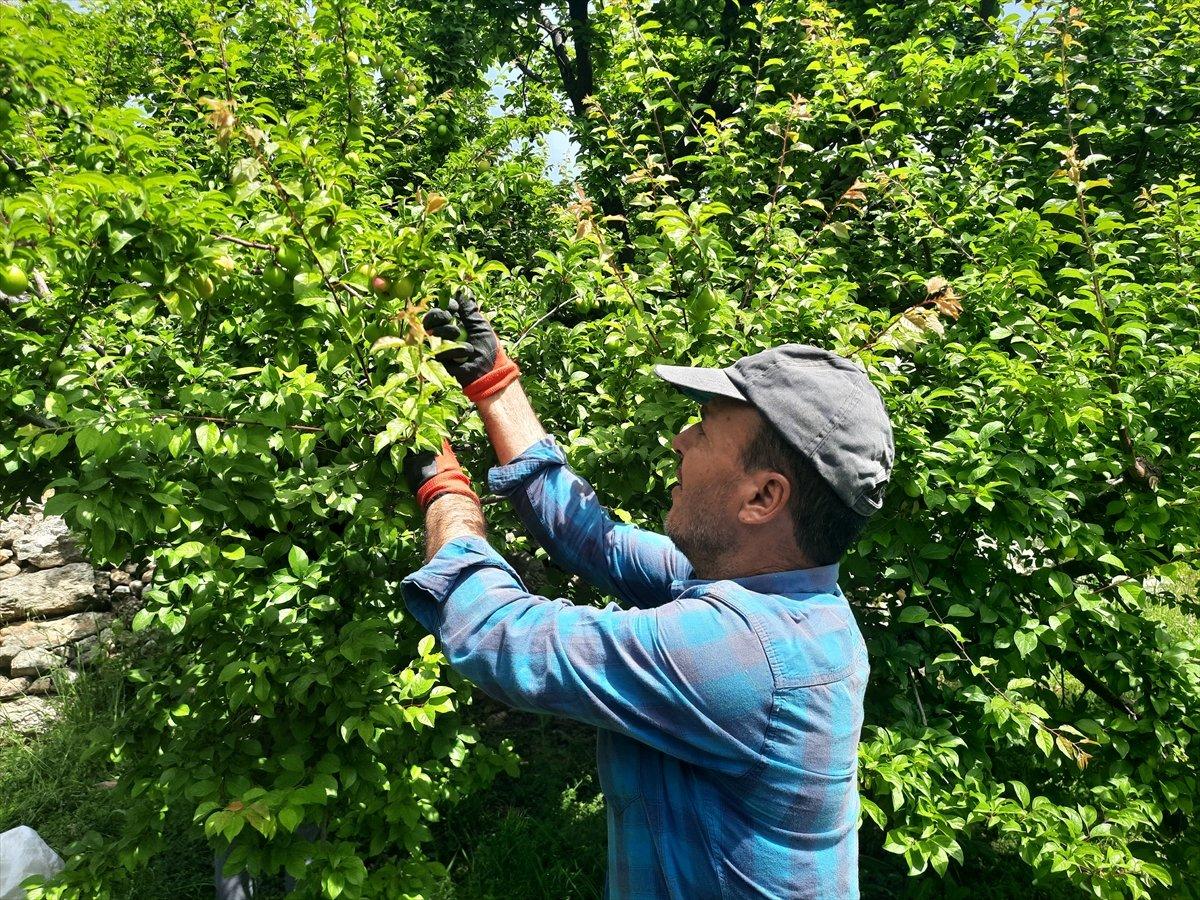 Mersin'de açık alanda erik hasadı başladı