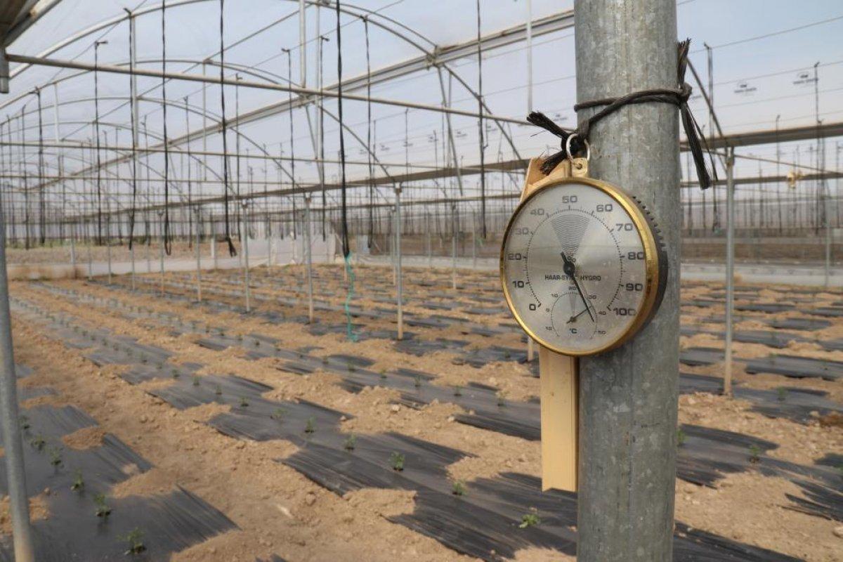 Eskişehir'de sebze fiyatlarını düşürecek hasat için geri sayım