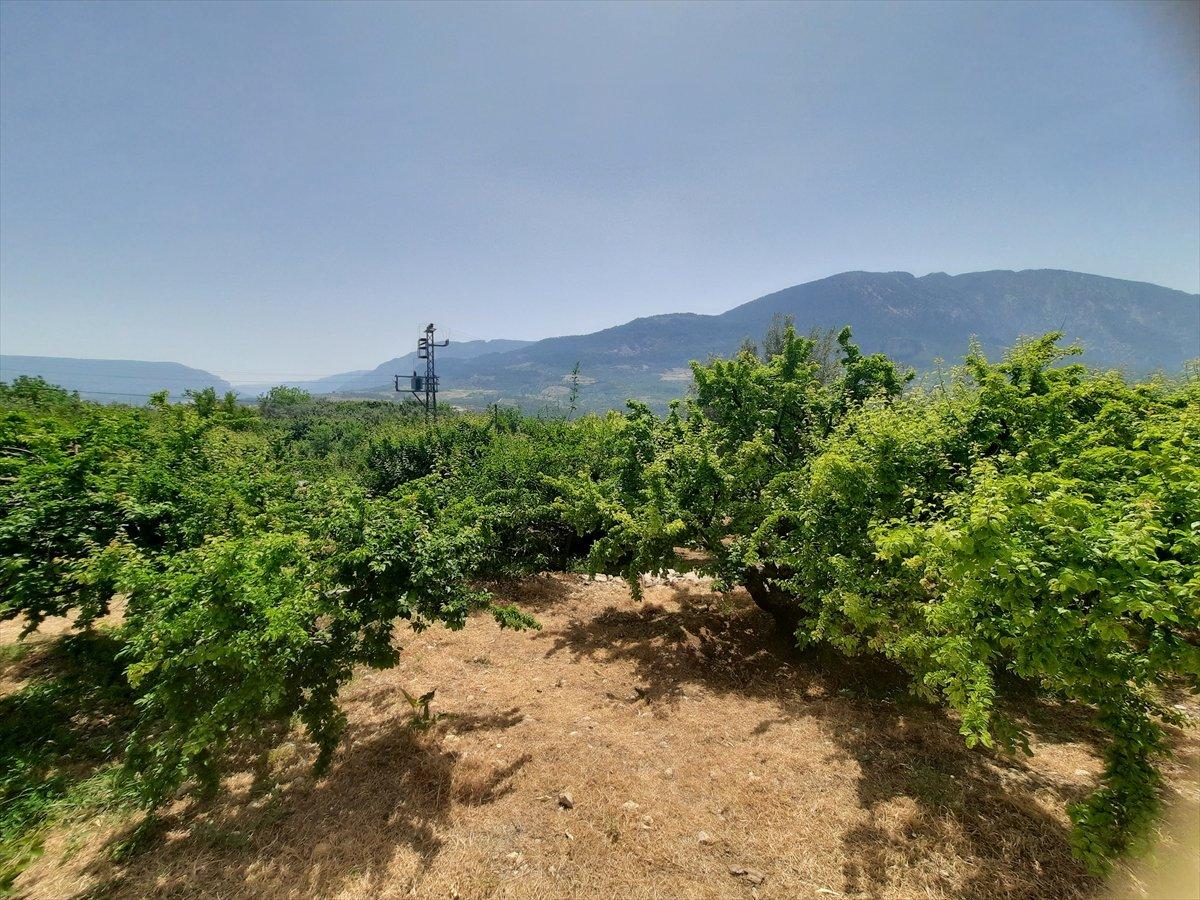 Mersin'de açık alanda erik hasadı başladı