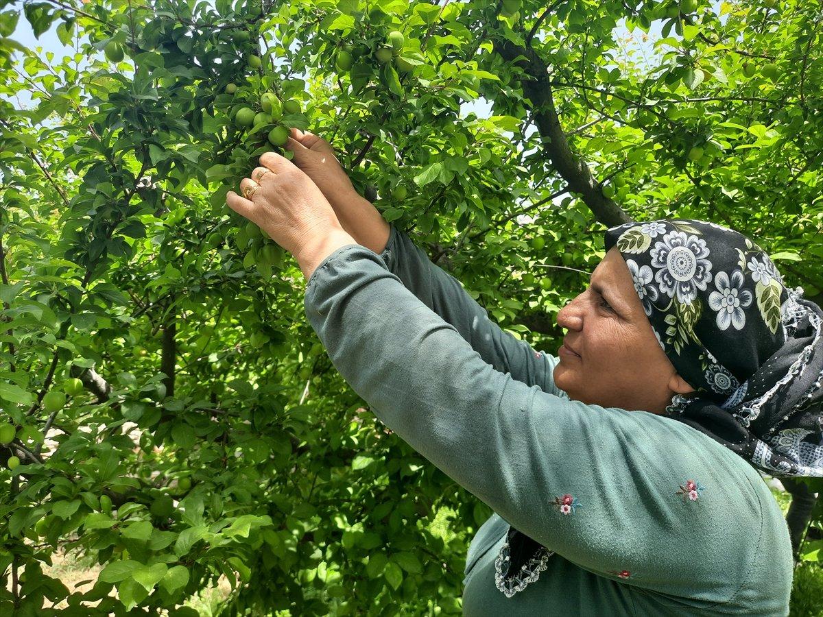 Mersin'de açık alanda erik hasadı başladı