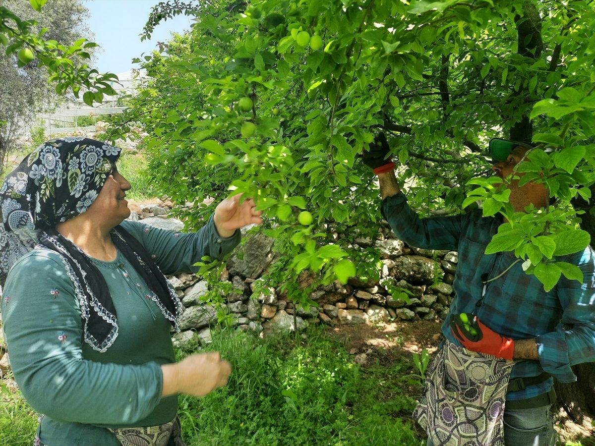 Mersin'de açık alanda erik hasadı başladı