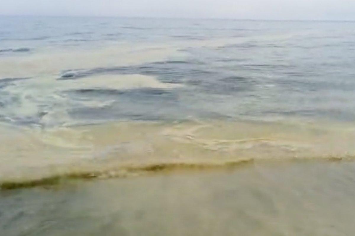 Mersin'de polenler denize döküldü: Binlerce arı öldü