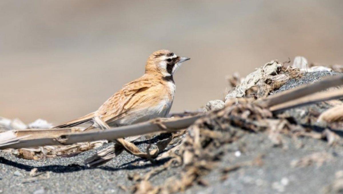 Çöl kulaklı toygarı kuşu Türkiye'de ilk kez Hatay'da görüldü