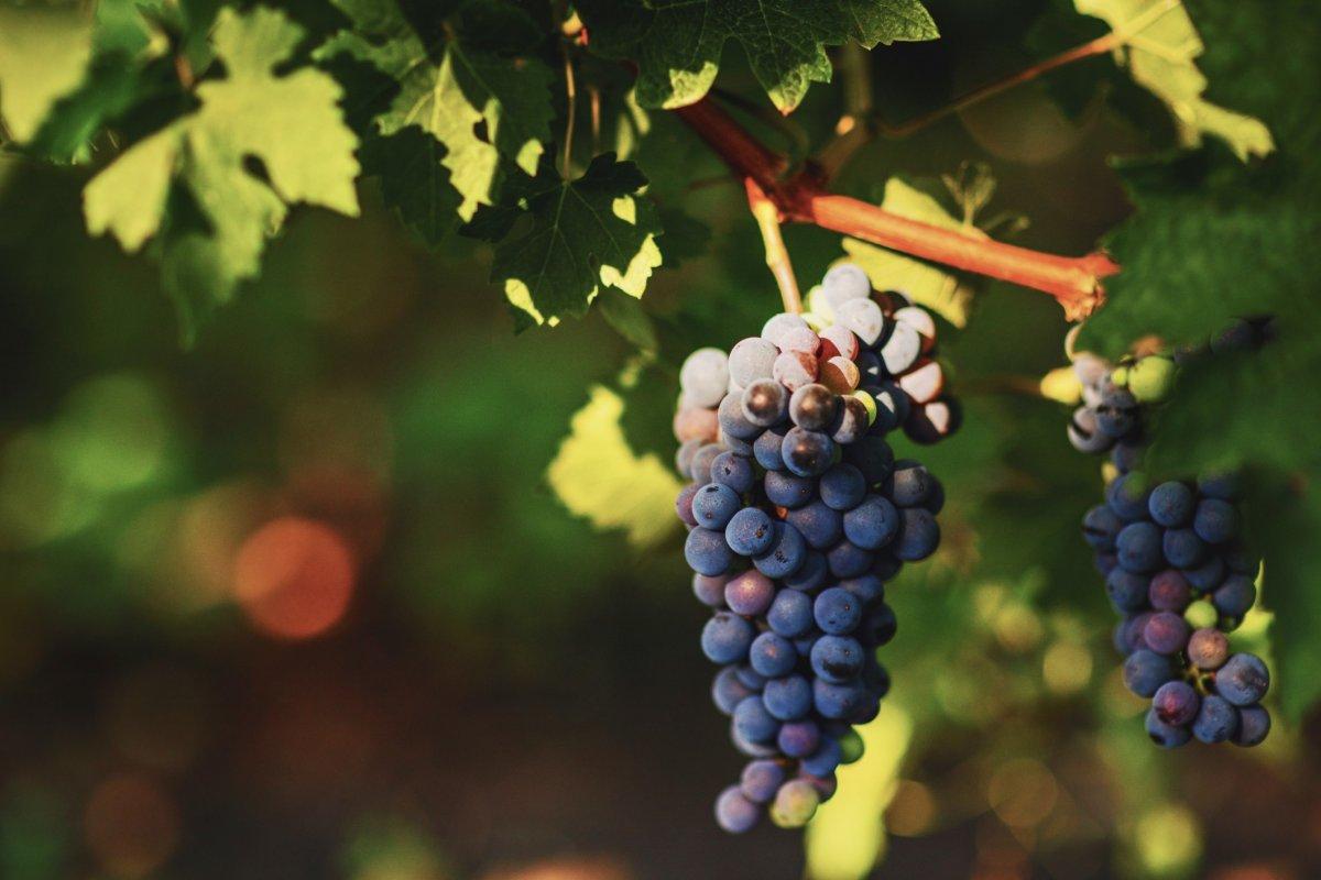 Mutfağınızda bulunan 20 doğal ağrı kesici