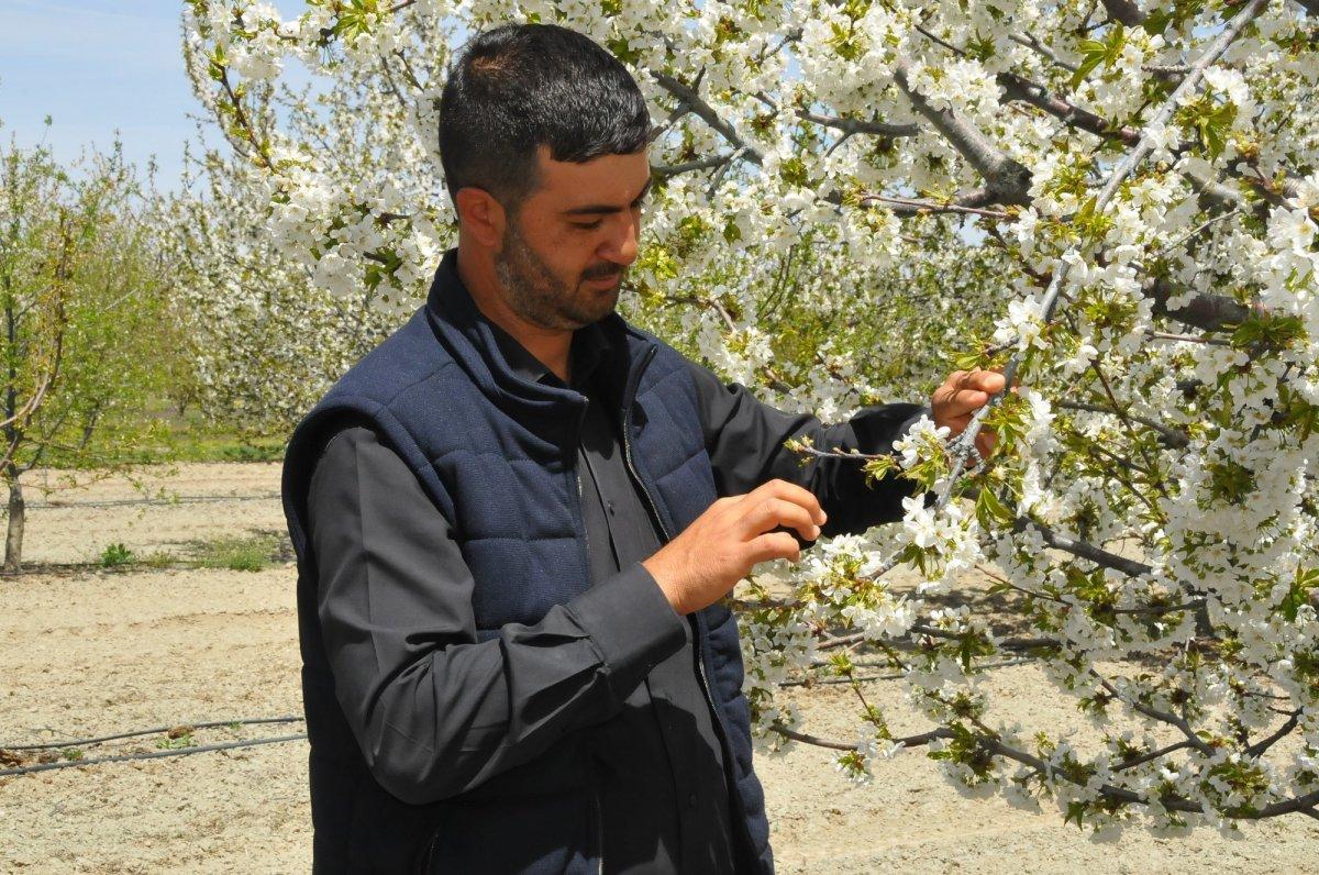 Akşehir kirazları beyaz gelinliğini giydi