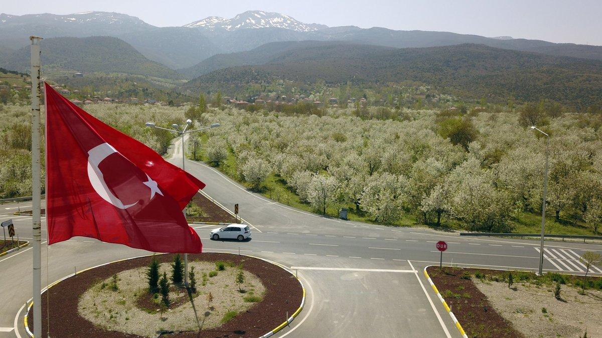 Akşehir kirazları beyaz gelinliğini giydi