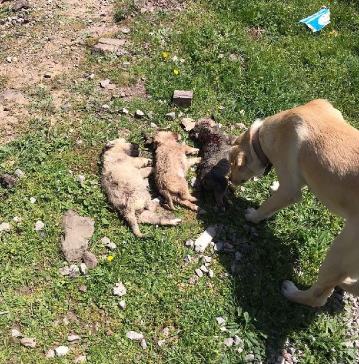 Kocaeli'de ormanlık alana atılan köpekler telef oldu