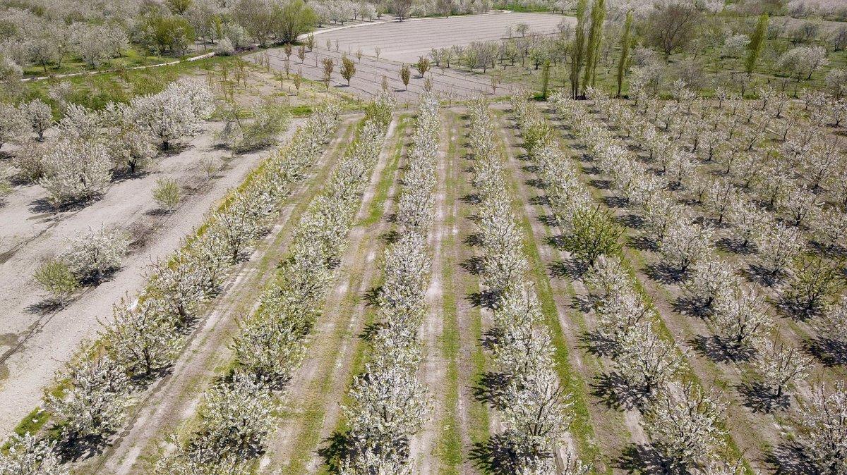 Akşehir kirazları beyaz gelinliğini giydi
