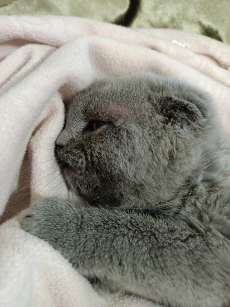 Trabzon'da kedi katiline indirimsiz hapis cezası