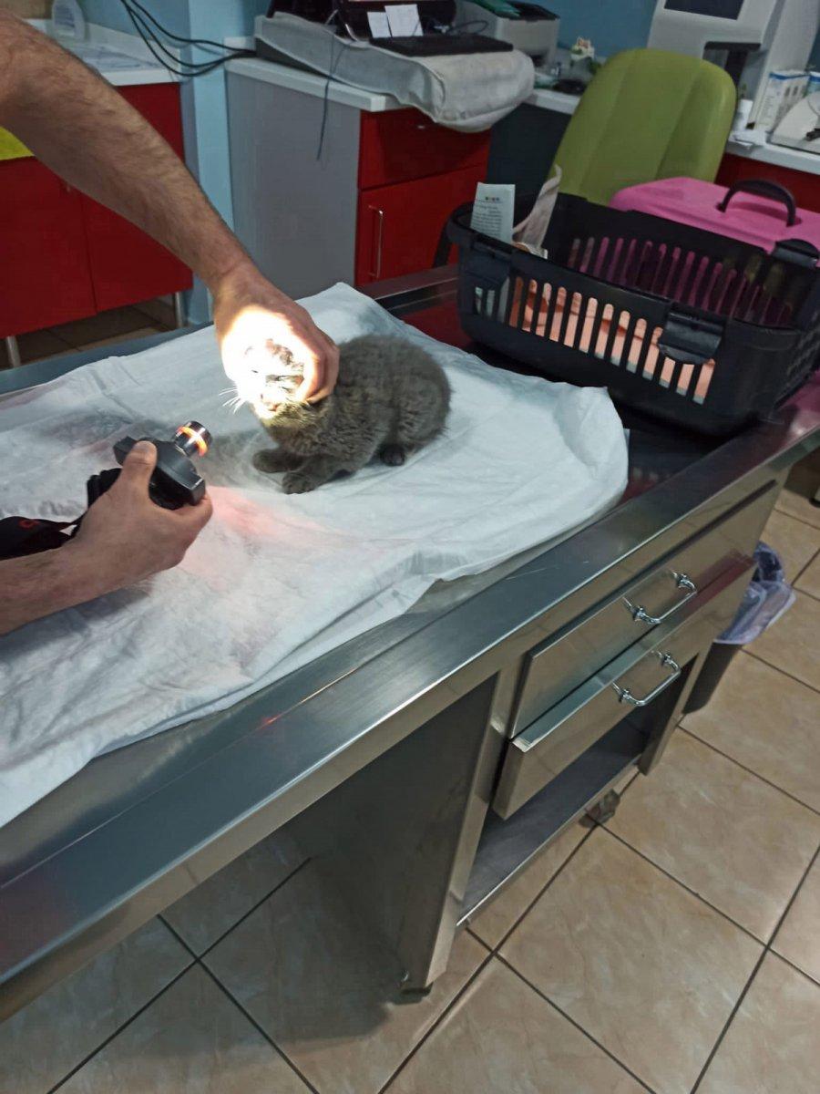 Trabzon'da kedi katiline indirimsiz hapis cezası