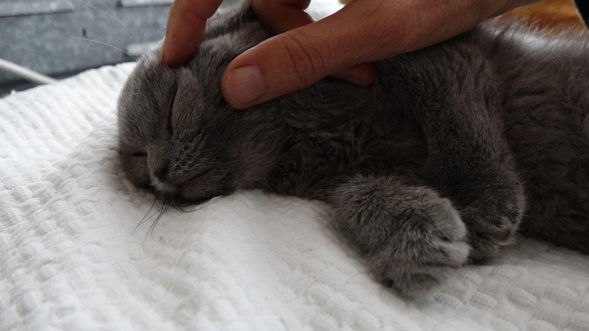 Trabzon'da kedi katiline indirimsiz hapis cezası