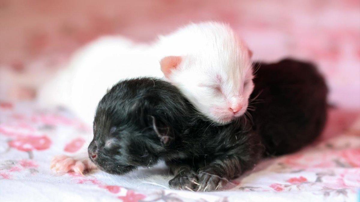 En güzel Van kedisi Mia'nın siyah yavrusu oldu