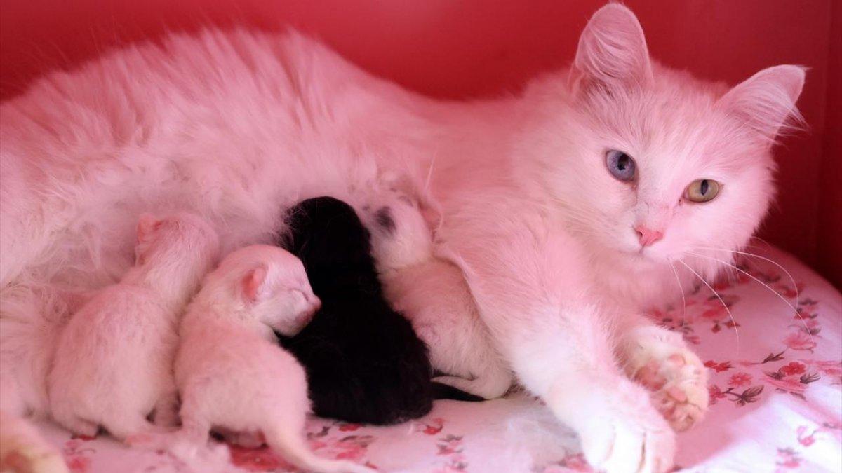 En güzel Van kedisi Mia'nın siyah yavrusu oldu