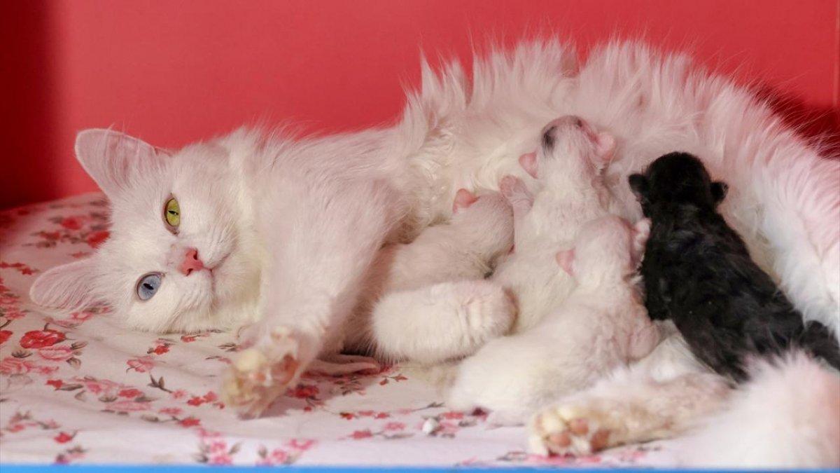 En güzel Van kedisi Mia'nın siyah yavrusu oldu