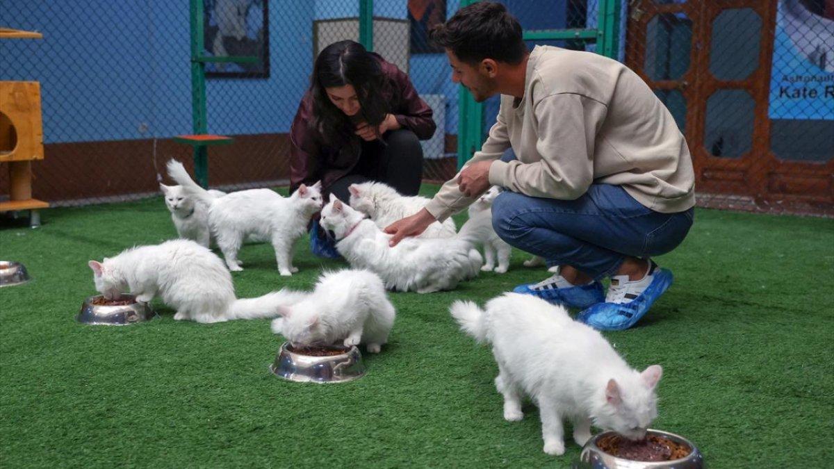 En güzel Van kedisi Mia'nın siyah yavrusu oldu