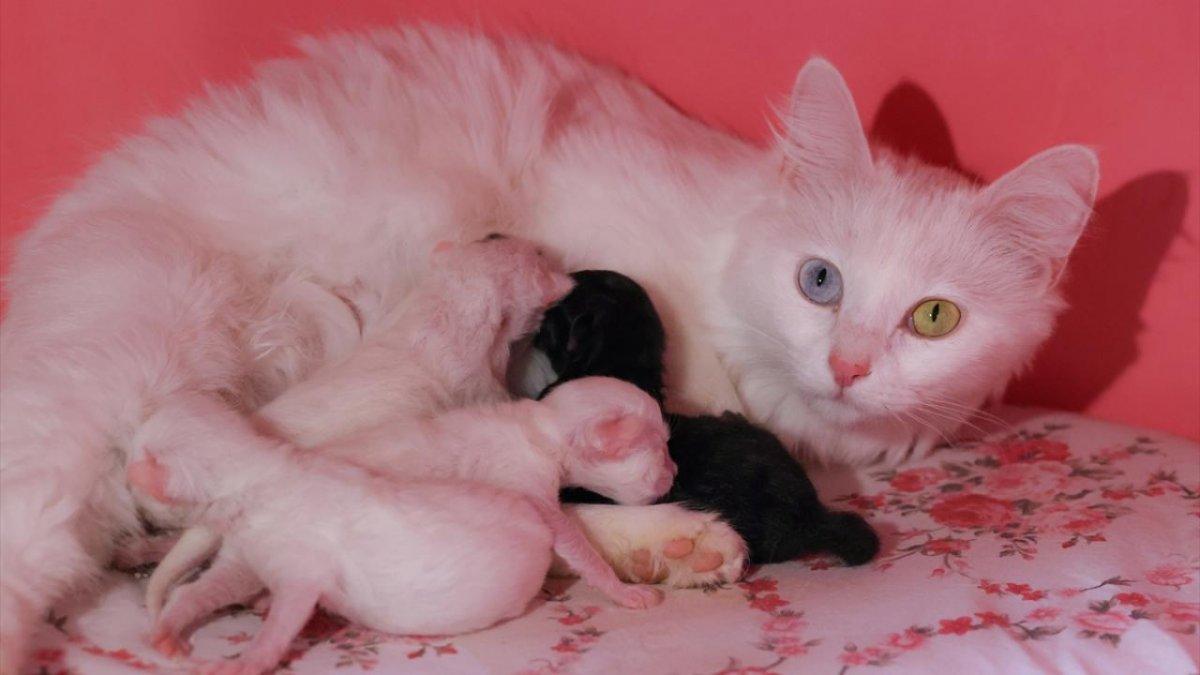 En güzel Van kedisi Mia'nın siyah yavrusu oldu