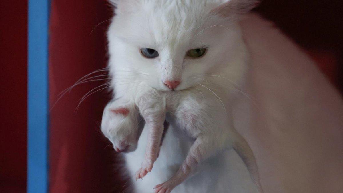 En güzel Van kedisi Mia'nın siyah yavrusu oldu