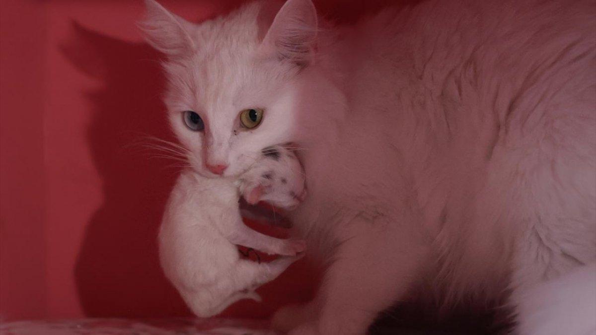 En güzel Van kedisi Mia'nın siyah yavrusu oldu