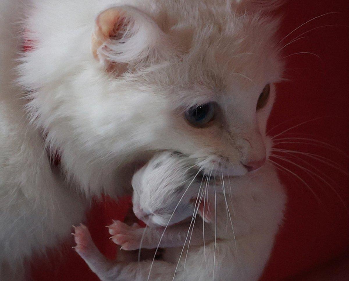 En güzel Van kedisi Mia'nın siyah yavrusu oldu